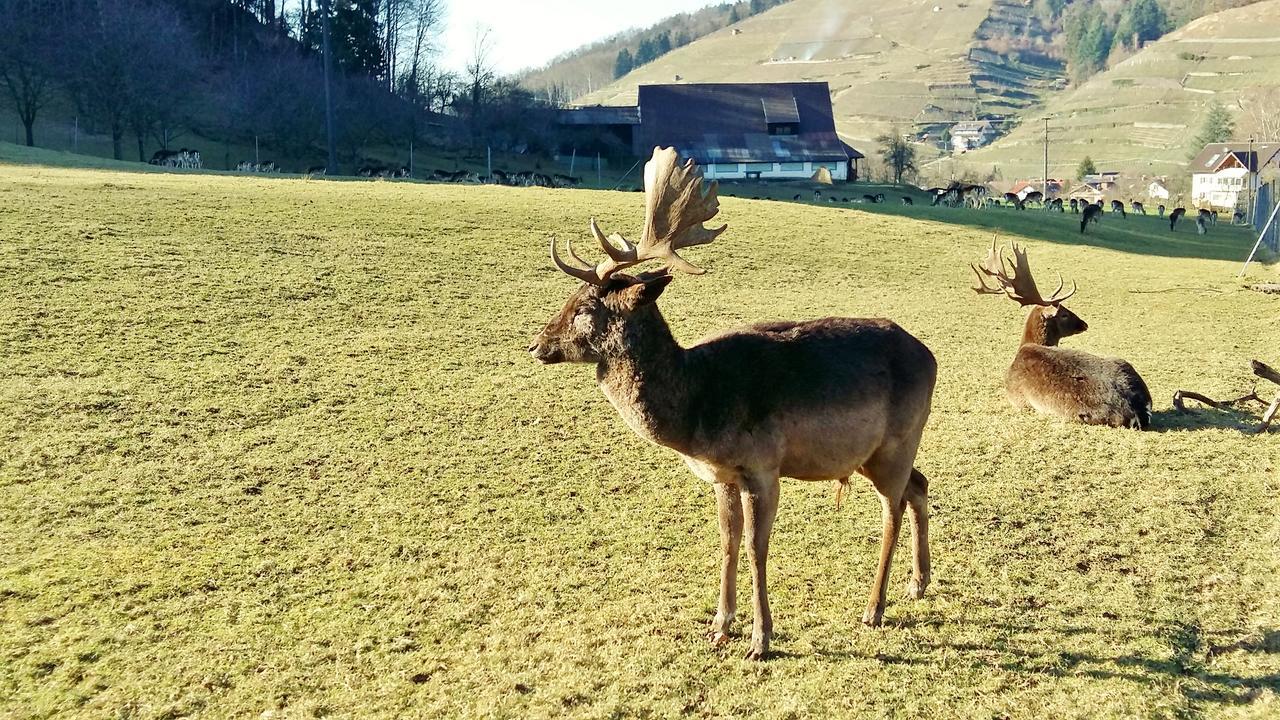 Hotel Schwarzenbergs Traube Glottertal Bagian luar foto